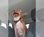 Small #11 Shiba Inu Mix