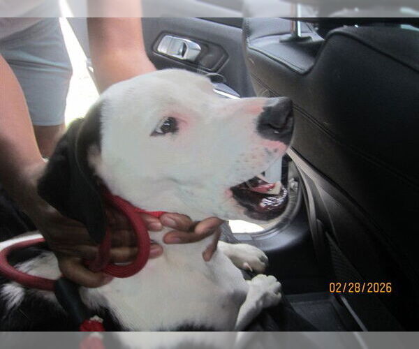 Medium Photo #1 Mutt Puppy For Sale in Ocala, FL, USA