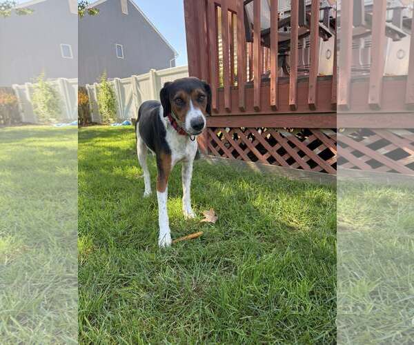 Medium Photo #6 Mutt Puppy For Sale in Oakhurst, NJ, USA