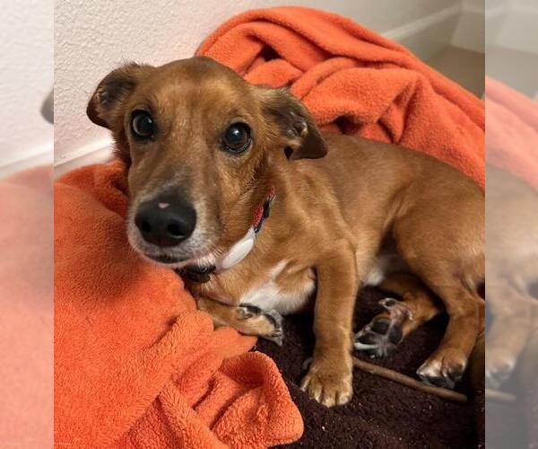 Medium Photo #1 Chiweenie Puppy For Sale in Los Angeles, CA, USA