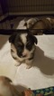 Small Photo #2 Aussie-Corgi Puppy For Sale in OAKLAND, CA, USA