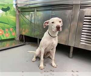 American Staffordshire Terrier Dogs for adoption in Waco, TX, USA