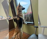 Small #2 Gerberian Shepsky