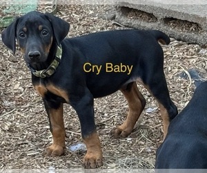 Doberman Pinscher Puppy for sale in RICHMOND, VA, USA