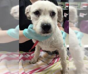 Mutt Dogs for adoption in Riverside, CA, USA