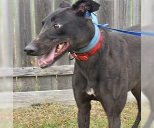 Greyhound Dogs for adoption in Grandville, MI, USA