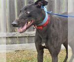 Small Greyhound