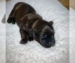 Puppy 1 Poodle (Toy)-Soft Coated Wheaten Terrier Mix
