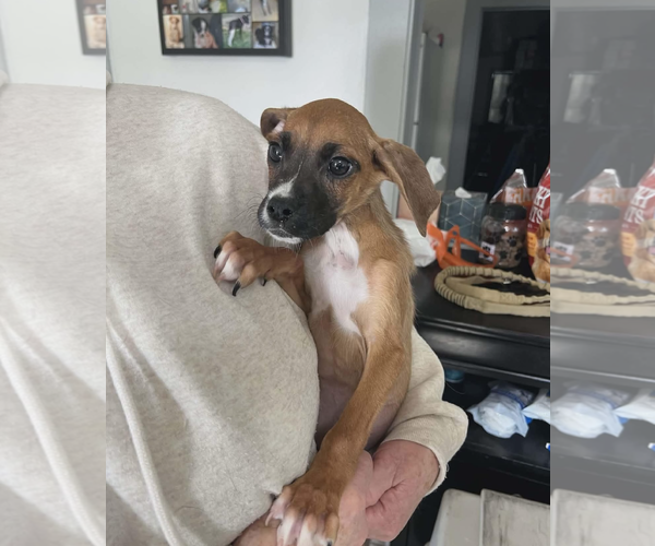 Medium Photo #7 Boxer-Greater Swiss Mountain Dog Mix Puppy For Sale in Stanwood, WA, USA