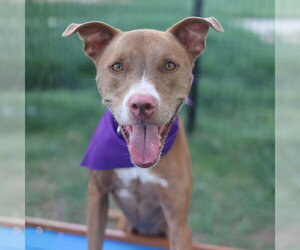American Staffordshire Terrier-Unknown Mix Dogs for adoption in San Antonio, TX, USA