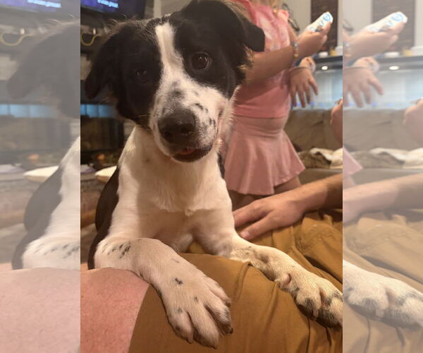 Medium Photo #1 Border Collie-Unknown Mix Puppy For Sale in Mount Pleasant, SC, USA