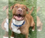 Small Photo #6 Mutt Puppy For Sale in Mount Laurel, NJ, USA