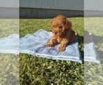 Small Photo #2 Poodle (Toy) Puppy For Sale in HAVEN, KS, USA