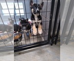 Small Photo #7 German Shepherd Dog-Siberian Husky Mix Puppy For Sale in ALLEGRE, KY, USA