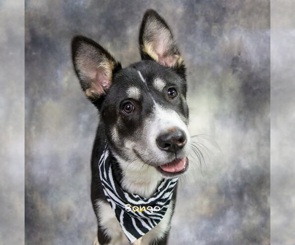 Medium Photo #1 Mutt Puppy For Sale in Hot Springs Village, AR, USA