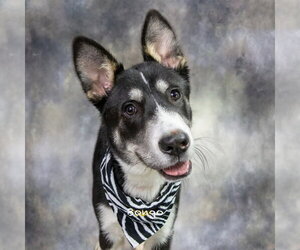 Mutt Dogs for adoption in Hot Springs Village, AR, USA