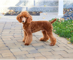 Small #2 Poodle (Miniature)