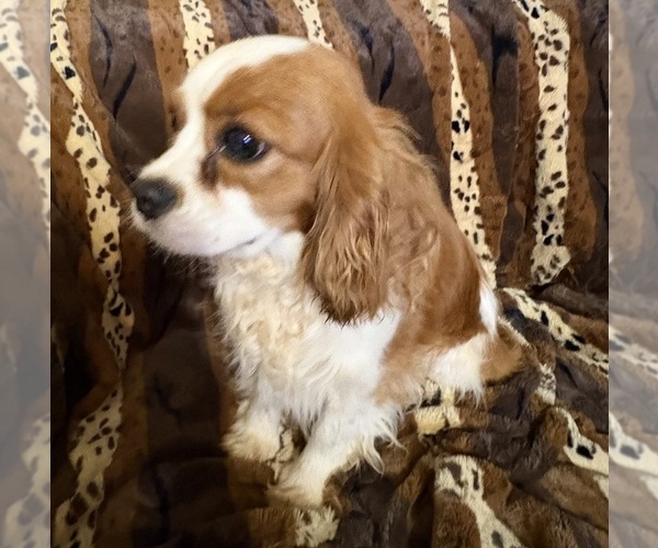 Medium Photo #4 Cavalier King Charles Spaniel Puppy For Sale in ABILENE, TX, USA