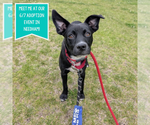 Small #8 American Pit Bull Terrier Mix