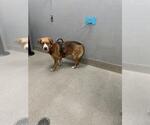 Small Border Collie Mix