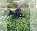 Puppy Puppy 3 Aussiedoodle-Australian Cattle Dog Mix