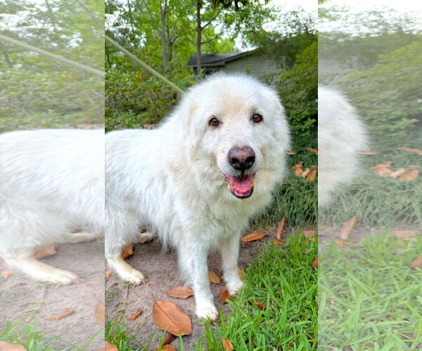 Medium Photo #4 Great Pyrenees Puppy For Sale in Spring, TX, USA