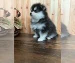 Small Photo #15 Pomsky Puppy For Sale in STAPLES, MN, USA
