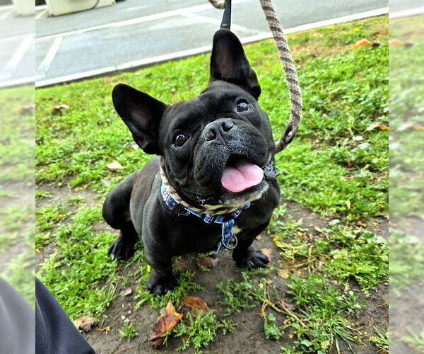 Medium Photo #2 French Bulldog Puppy For Sale in Long Beach, CA, USA