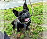 Small #1 French Bulldog