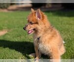 Small Pomsky