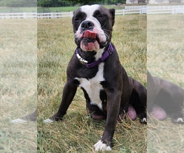 Medium Photo #1 Old Boston Bulldogge Puppy For Sale in NILES, MI, USA