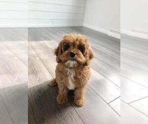 Cavapoo Puppy for sale in FREDERICKSBG, OH, USA