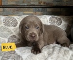 Puppy Blue Labrador Retriever