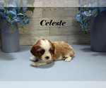Small #7 Cavalier King Charles Spaniel