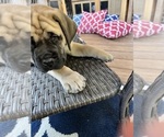 Small Photo #5 Mastiff Puppy For Sale in LOGANVILLE, GA, USA