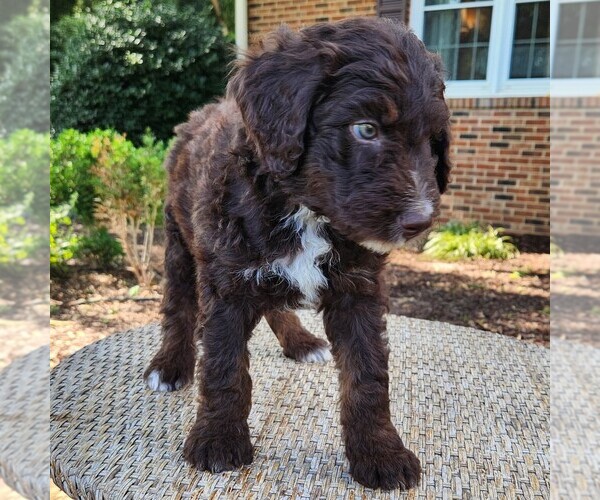 Medium Photo #5 F2 Aussiedoodle Puppy For Sale in COLUMBIA, TN, USA