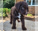 Small #4 F2 Aussiedoodle