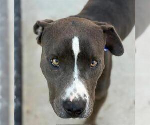 American Pit Bull Terrier Dogs for adoption in Tulsa, OK, USA