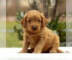 Small #3 Goldendoodle