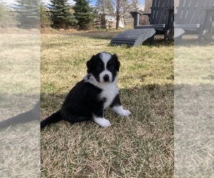 Miniature Australian Shepherd Puppy for sale in GYPSUM, CO, USA