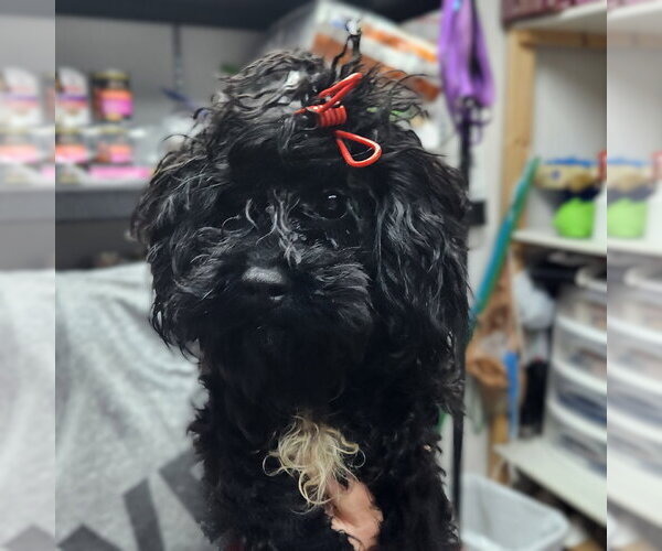 Medium Photo #6 Poodle (Miniature)-Unknown Mix Puppy For Sale in Fargo, ND, USA