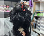 Small #5 Poodle (Miniature) Mix