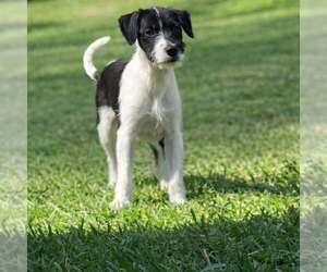 Dachsador Dogs for adoption in Pompano Beach , FL, USA