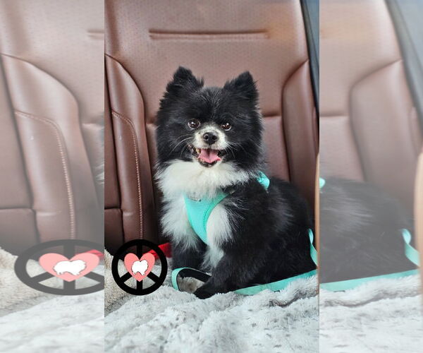 Medium Photo #1 Pomeranian Puppy For Sale in Lebanon, PA, USA