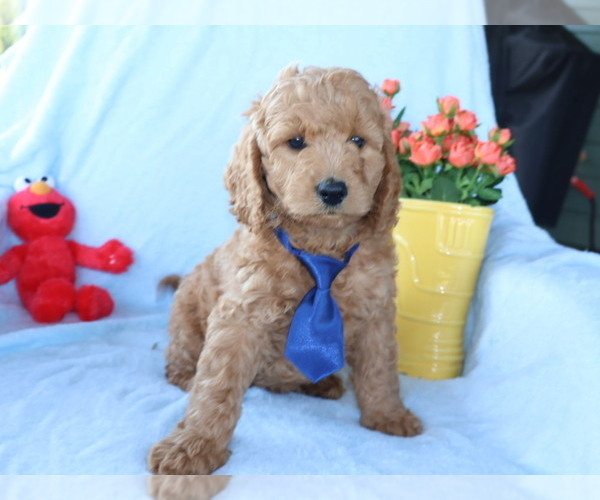 Medium Photo #5 Goldendoodle (Miniature) Puppy For Sale in GIRARD, KS, USA
