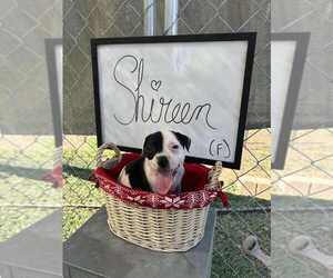 Bulldog-Jack Russell Terrier Mix Dogs for adoption in garner, NC, USA