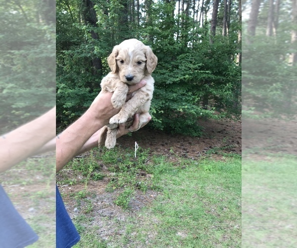 Medium Photo #6 Goldendoodle Puppy For Sale in PINEHURST, NC, USA
