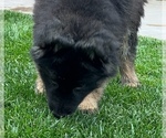 Small Photo #33 German Shepherd Dog Puppy For Sale in JURUPA VALLEY, CA, USA