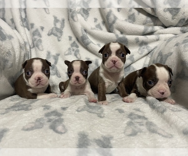 Medium Photo #1 Boston Terrier Puppy For Sale in CHARLOTTESVILLE, VA, USA