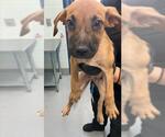 Small Labrador Retriever Mix
